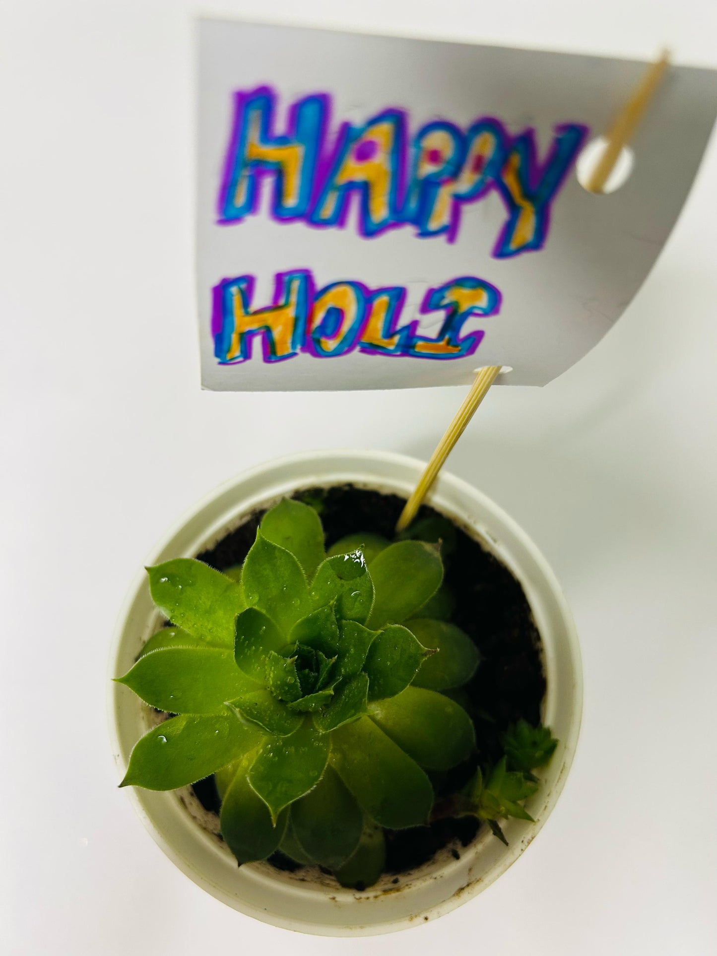 Cute Succulent
