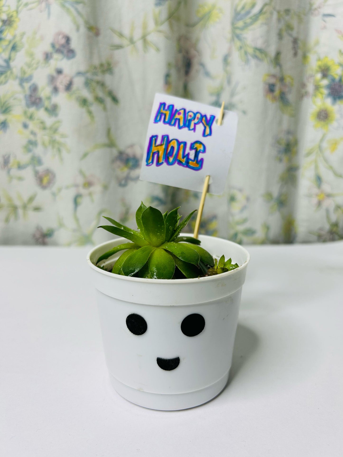 Cute Succulent