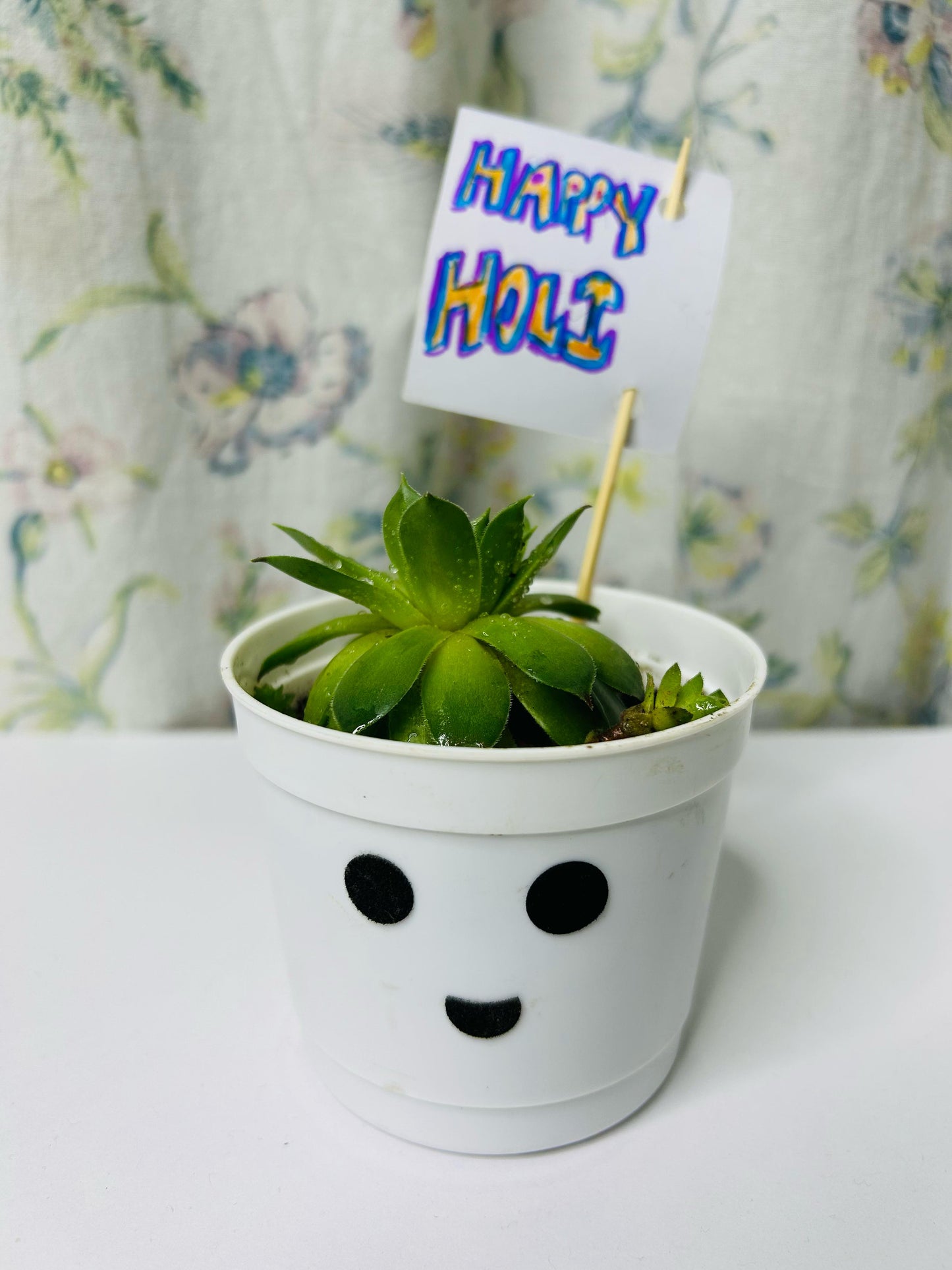 Cute Succulent